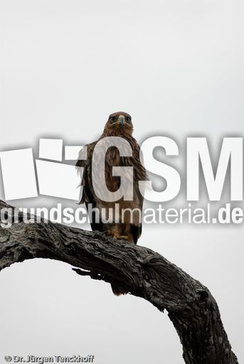 Wahlbergsadler (3 von 4).jpg